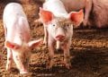 AGRICULTURE ET ÉLEVAGE : Les ambitions agripreneuriales de Hugues Rakotomanana