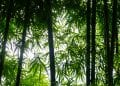 ENVIRONNEMENT – Le bambou : une alternative crédible au charbon de bois
