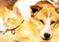 ANIMAUX DE COMPAGNIE : Choisir entre chiens et chats
