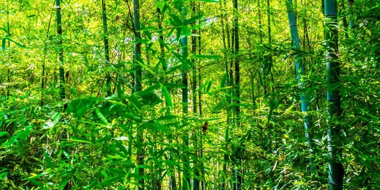 MATIÈRE PREMIÈRE : Le bambou, un marché international à explorer