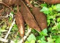 ÉNERGIE : Du manioc en combustible