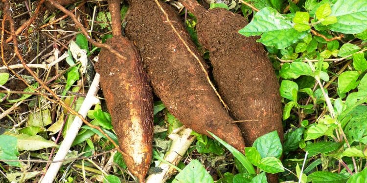 ÉNERGIE : Du manioc en combustible