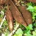 ÉNERGIE : Du manioc en combustible