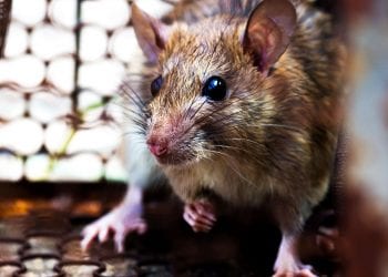 SANTÉ : La peste fait deux morts