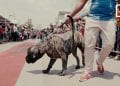 PET&rsquo;S DAY BY AGRIVET