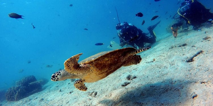 INSTITUT HALIEUTIQUE DES SCIENCES MARINES : Vingt-cinq ans au service de la vie sous-marine malgache