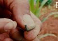 AGRIVET : Ady amin&rsquo;ny chenille légionnaire