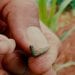 AGRIVET : Ady amin’ny chenille légionnaire