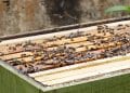 VARROASE : Menace sur la filière apicole