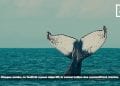 FESTIVAL DES BALEINES