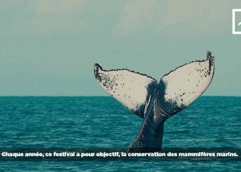 FESTIVAL DES BALEINES