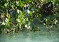 BIODIVERSITÉ – Les mangroves au service de la communauté