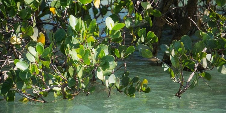 BIODIVERSITÉ – Les mangroves au service de la communauté