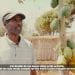 AGRICULTURE : LA PAPAYE, UN FRUIT RENTABLE
