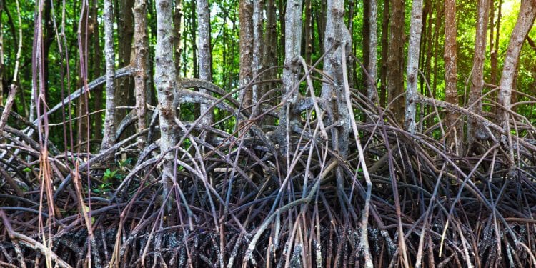 GESTION DES RESSOURCES NATURELLES : Le manque de coordination entre ministères pointé du doigt