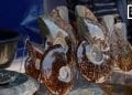 AMMONITE ET CÉLESTITE – LES CARRIÈRES S&rsquo;ÉPUISENT