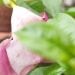 JARDIN: LA ROSE ET L&rsquo;ALLAMANDA À LA LOUPE