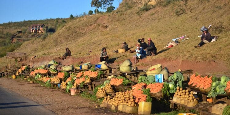 AGRICULTURE – Les paysans attendent de l’Etat plus que l’achat de leurs produits agricoles