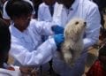 ELEVAGE – Une campagne de vaccination des chiens et des chats contre la rage à partir du 28 Septembre