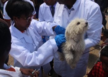ELEVAGE – Une campagne de vaccination des chiens et des chats contre la rage à partir du 28 Septembre