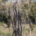 FILIERE BOIS – Les exploitants de bois en rupture de stock et au bout du rouleau