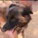 SANTE PUBLIQUE – Une campagne d&rsquo;abattage de chiens errants à Ambatondrazaka ce vendredi dans le cadre de la lutte contre la rage