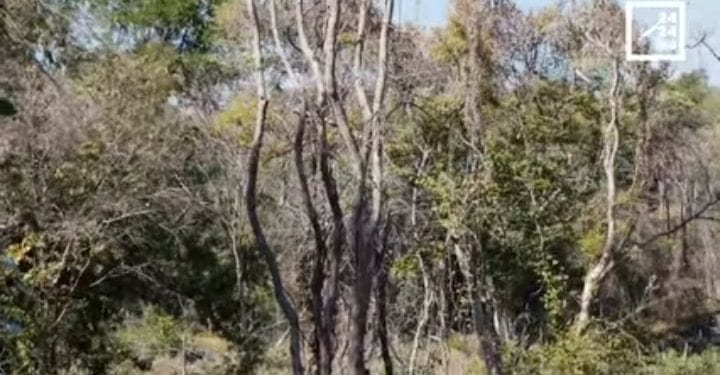 ENVIRONNEMENT ET FORET – La coupe et l&rsquo;exportation des bois ordinaires restent interdits, la vente locale du bois et l&rsquo;exportation de produits finis autorisées