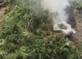 SECURITE – Une opération anti-cannabis permet la saisie de presque trois tonnes de cannabis à Ambanja