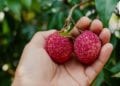 COMMERCE : Des litchis de bonne qualité pour une campagne encore incertaine