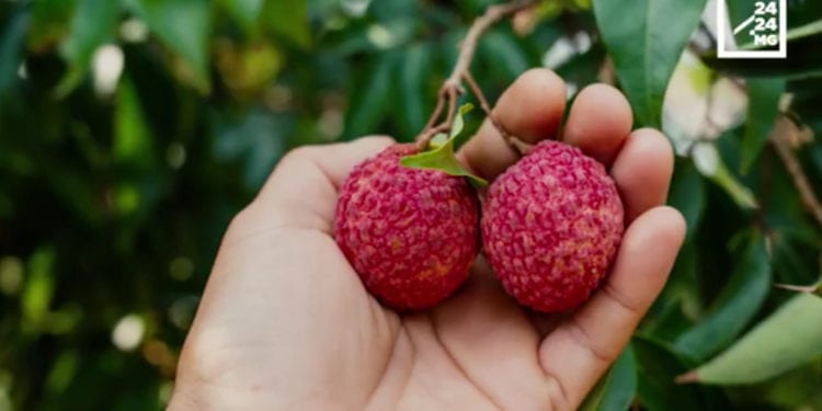 COMMERCE : Des litchis de bonne qualité pour une campagne encore incertaine