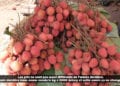 COMMERCE – Démarrage timide de la saison des litchis dans la capitale