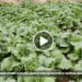 SECHERESSE – Des récoltes dans le Sud grâce au système goutte à goutte
