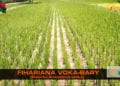 La minute Fihariana – Fihariana Voka-bary