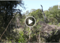 ENVIRONNEMENT – Le défi de la reforestation et de la surveillance