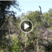 ENVIRONNEMENT – Le défi de la reforestation et de la surveillance