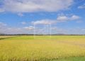 AGRICULTURE – Le prix du riz local en baisse dans la capitale mais le prix du paddy tend déjà à augmenter