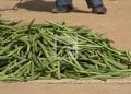 COMMERCE – Des maires de la Sava réclament l’ouverture de la campagne de vanille verte le 21 Juin pour les zones littorales