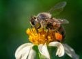 EPIDEMIE – Des scientifiques néerlandais entrainent des abeilles à détecter la Covid-19