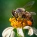 EPIDEMIE – Des scientifiques néerlandais entrainent des abeilles à détecter la Covid-19