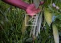 COMMERCE – 75.000 ariary pour un kilo de vanille verte de bonne qualité dans les régions de Diana et de Sofia
