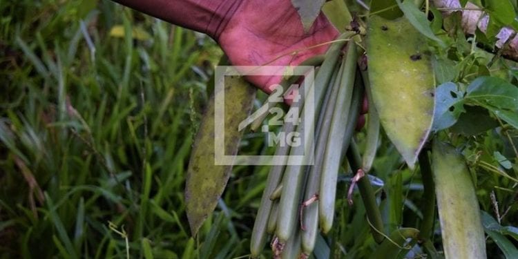 COMMERCE – 75.000 ariary pour un kilo de vanille verte de bonne qualité dans les régions de Diana et de Sofia