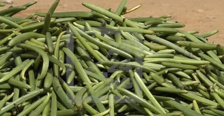 COMMERCE – Des planteurs de la Sava réclament le prix de 75 000 ariary pour le kilo de vanille verte alors que les autorités tardent à publier le prix minimum de référence
