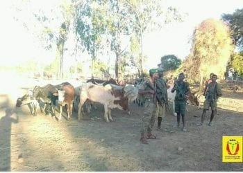 INSECURITE – 425 zébus retrouvés, 30 suspects dans l’attaque de trois villages de Midongy Atsimo arrêtés, selon le ministère de la Défense nationale