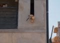 CYNOPHILIE- La maison qui vient au secours des chiens en détresse