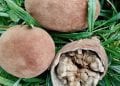 NUTRITION – Le fruit de baobab s&rsquo;invite dans les cuisines et les salles de bains