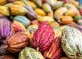 AGRICULTURE – 1,5 million d’arbres à planter entre les fragments de forêts des corridors forestiers de Tsaratanana et de Fandriana – Vondrozo pour fournir de l’ombre aux plantations de cacao et d’épices envisagées par l’Alliance Tsiro