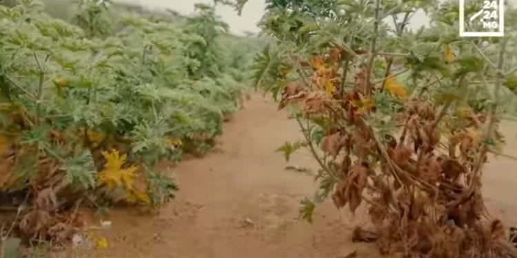 SANTE – Valoriser la biodiversité nationale à des fins thérapeutiques