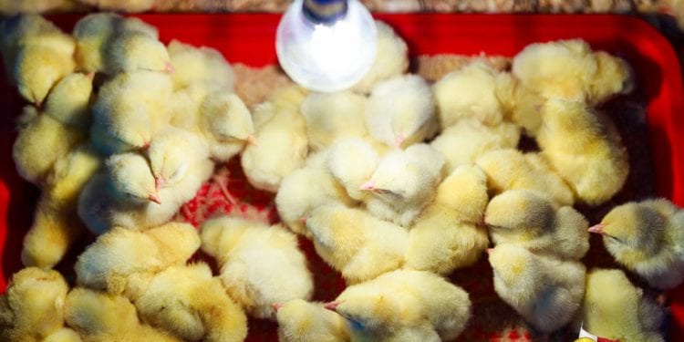 ELEVAGE – Andry Rajoelina prône le développement de l’aviculture pour améliorer la consommation de protéine à Madagascar