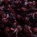 NUTRITION – L’hibiscus, la fleur aux grandes vertus