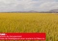 AGRICULTURE – Les propositions du Groupement des entreprises de Madagascar pour soutenir la filière riz